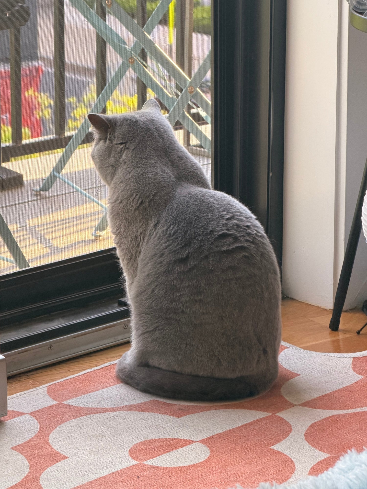 吾輩は彷徨い猫である