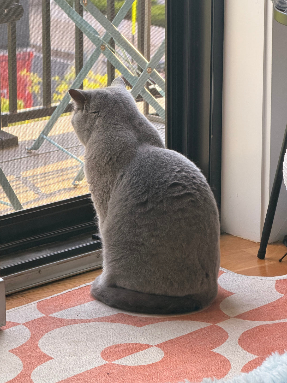 吾輩は彷徨い猫である