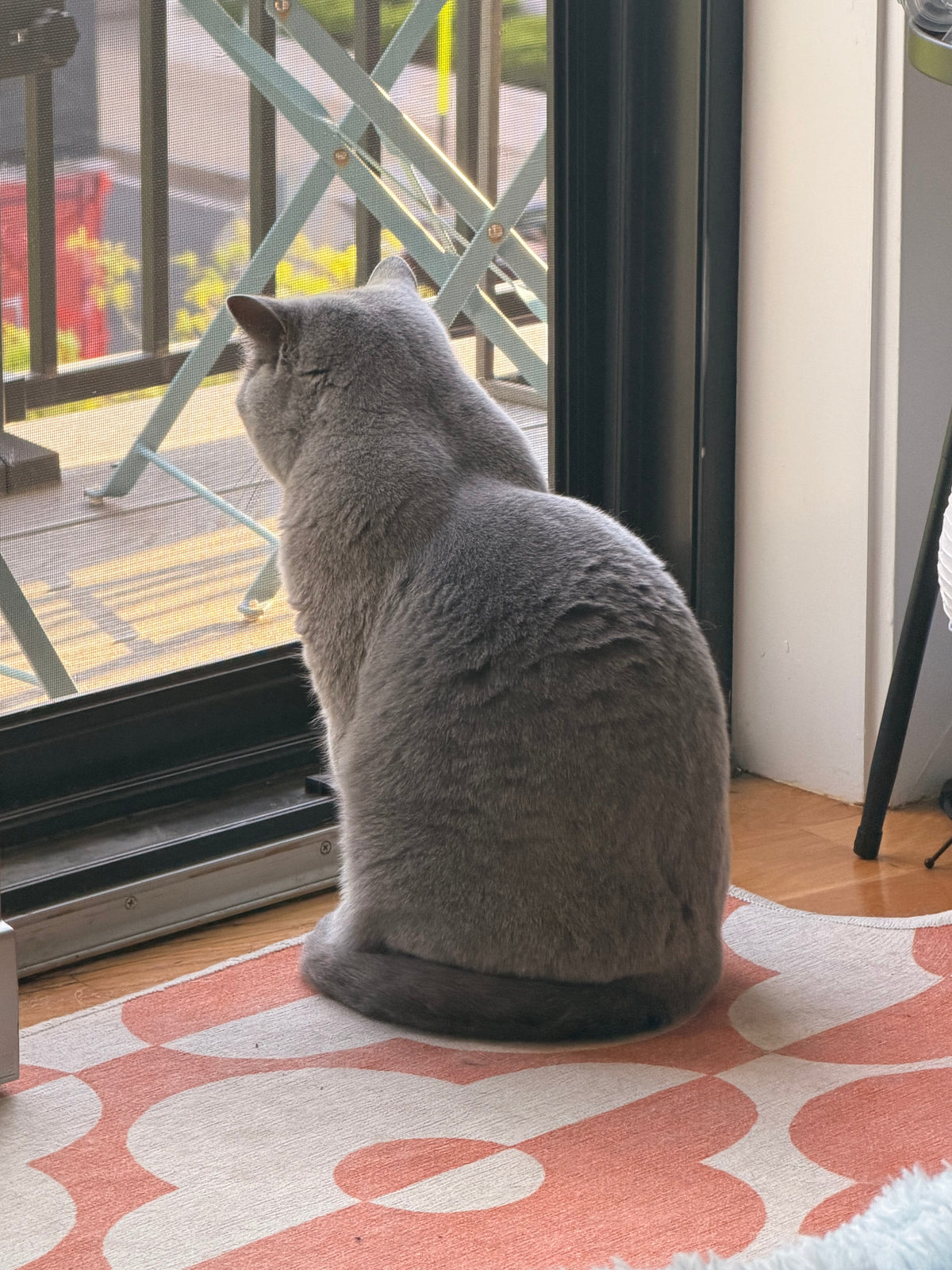 吾輩は彷徨い猫である