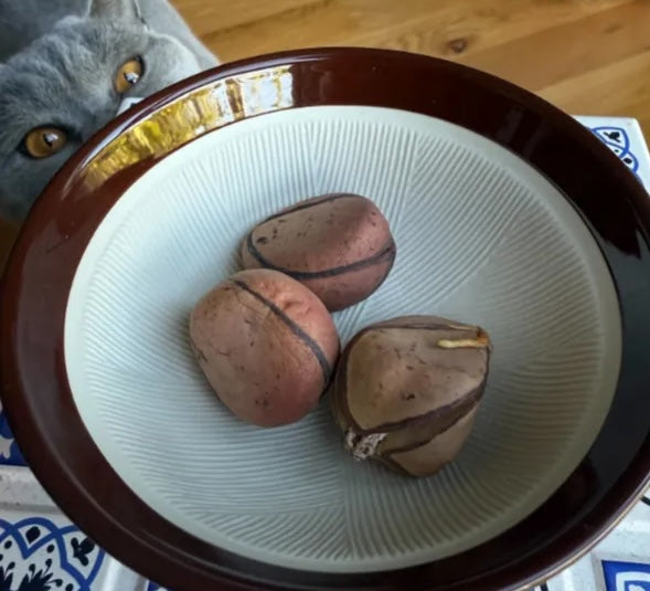 Introducing the kola nut